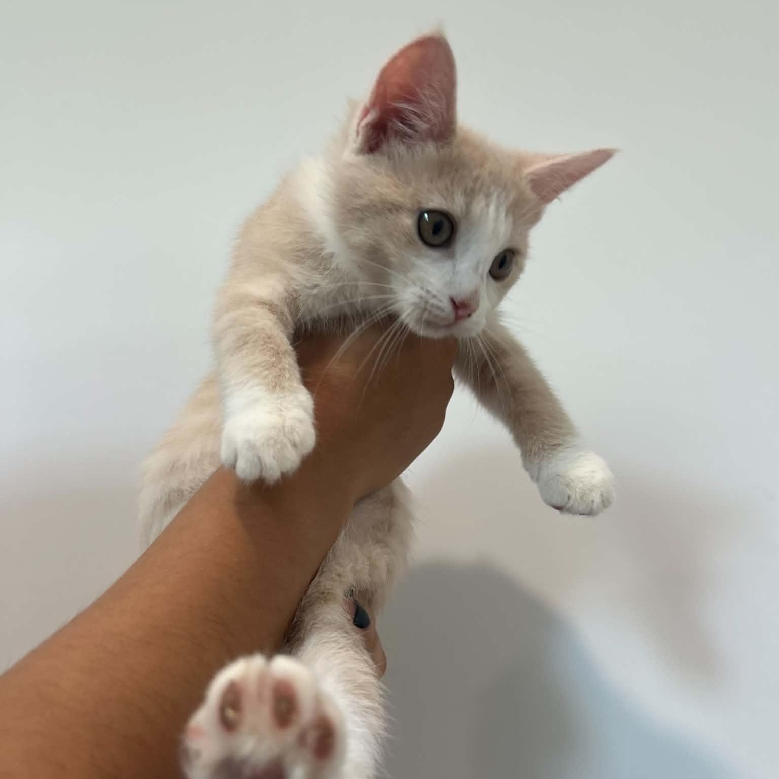 Enlarge Popsicle, an adopted American Shorthair in Danbury, CT image 3/3