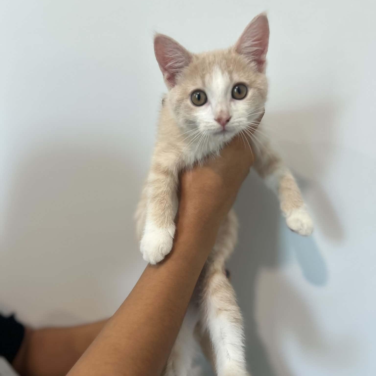 Popsicle, adopted, Kitten Female American Shorthair.
