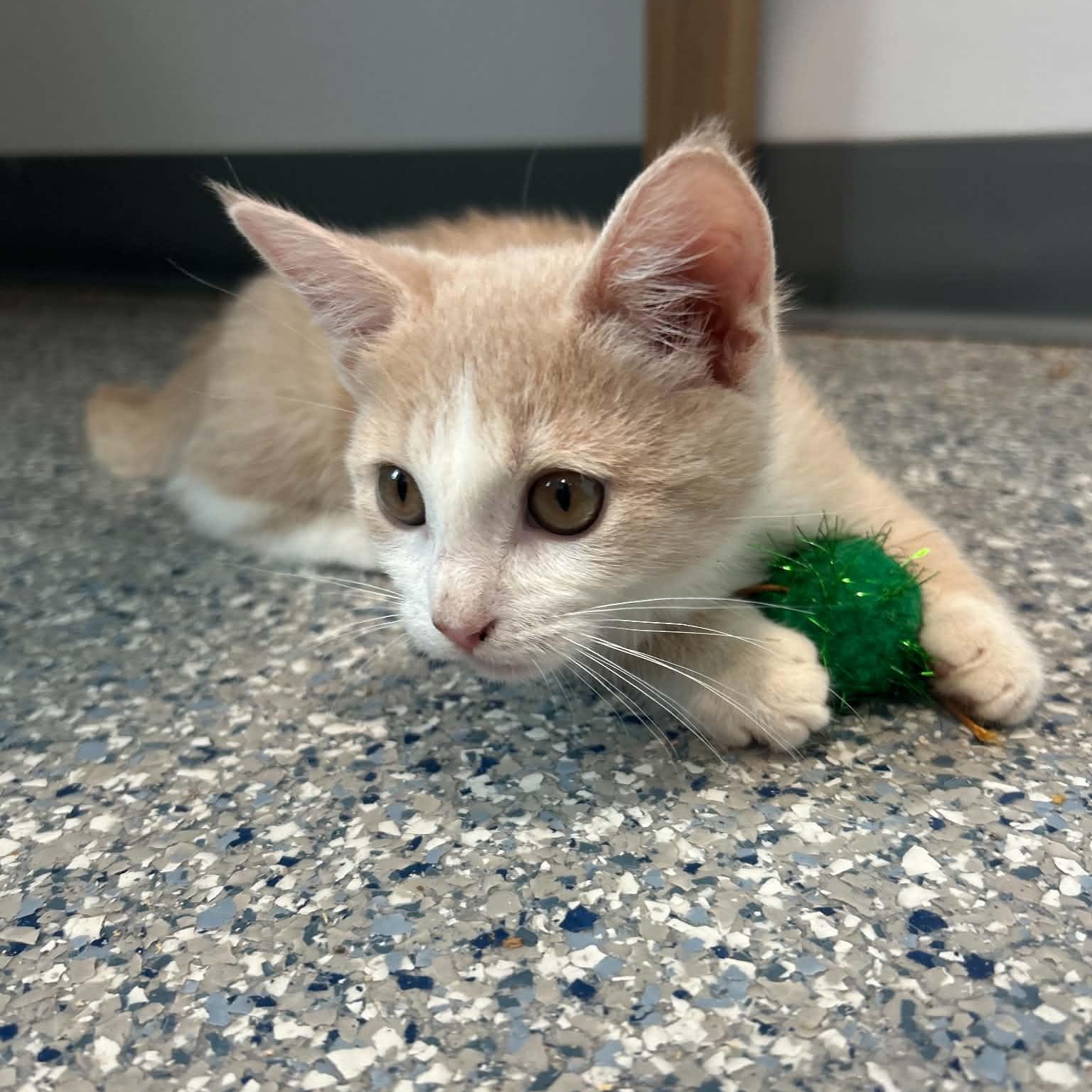 Enlarge Popsicle, an adopted American Shorthair in Danbury, CT image 2/3