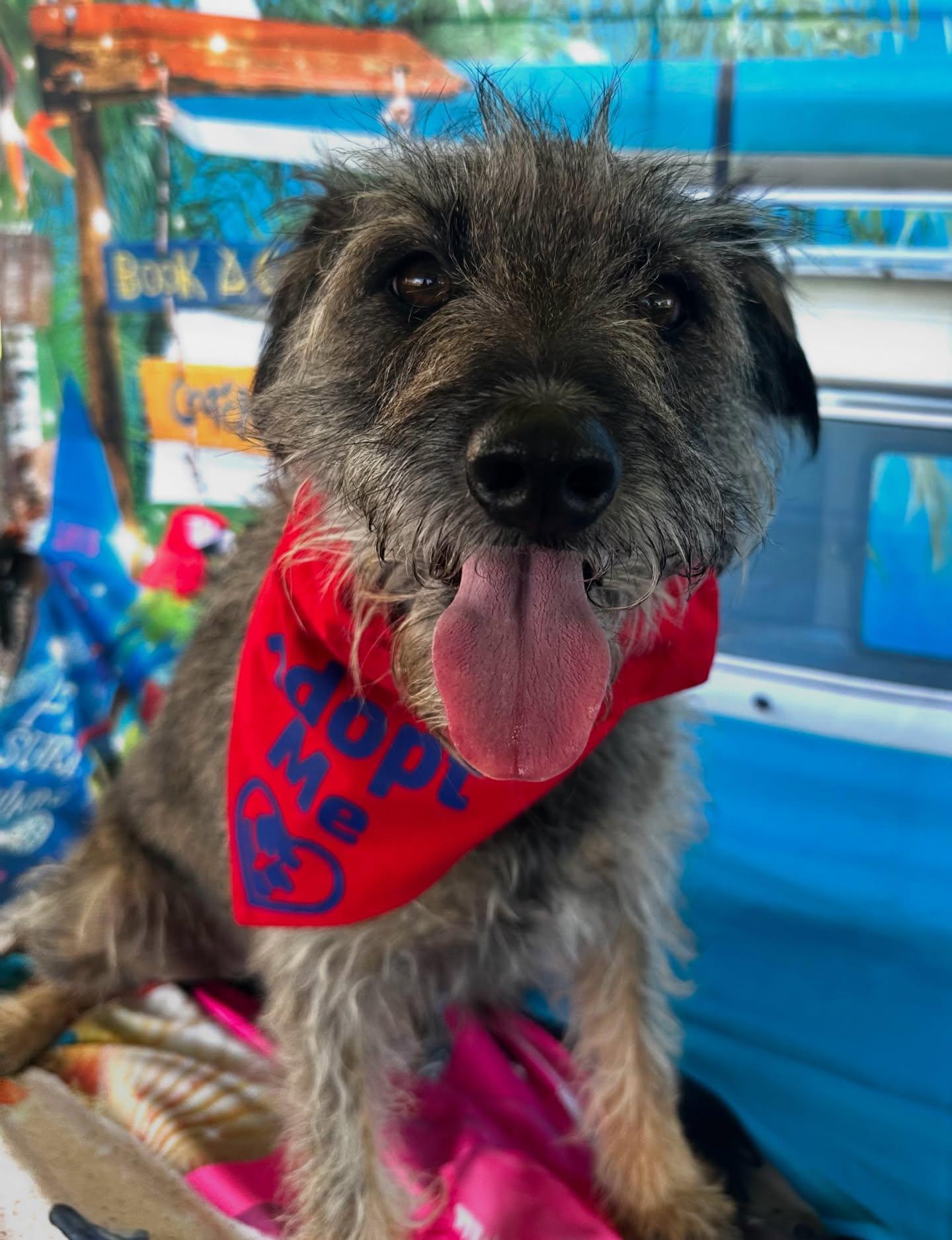 Luna (2), Adult Female Mixed Breed