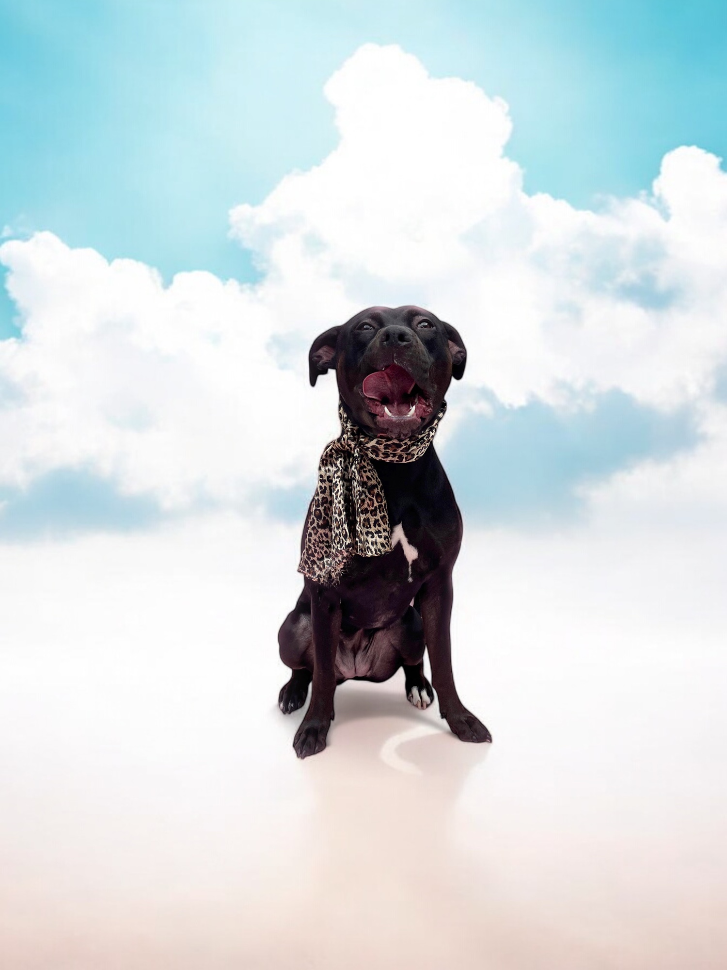 NOVA-ADOPT Me!, a Adoptable mixed breed in Studio City, CA image 3/6