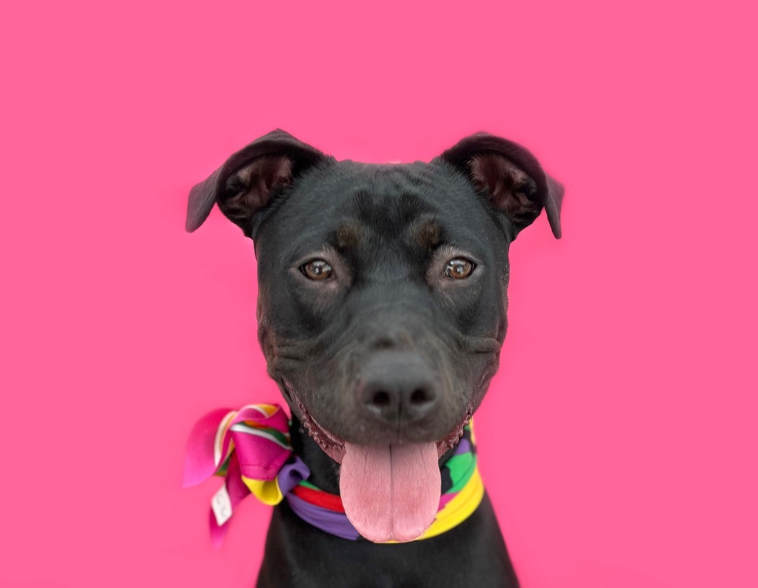 NOVA-ADOPT Me!, a Adoptable mixed breed in Studio City, CA image 6/6
