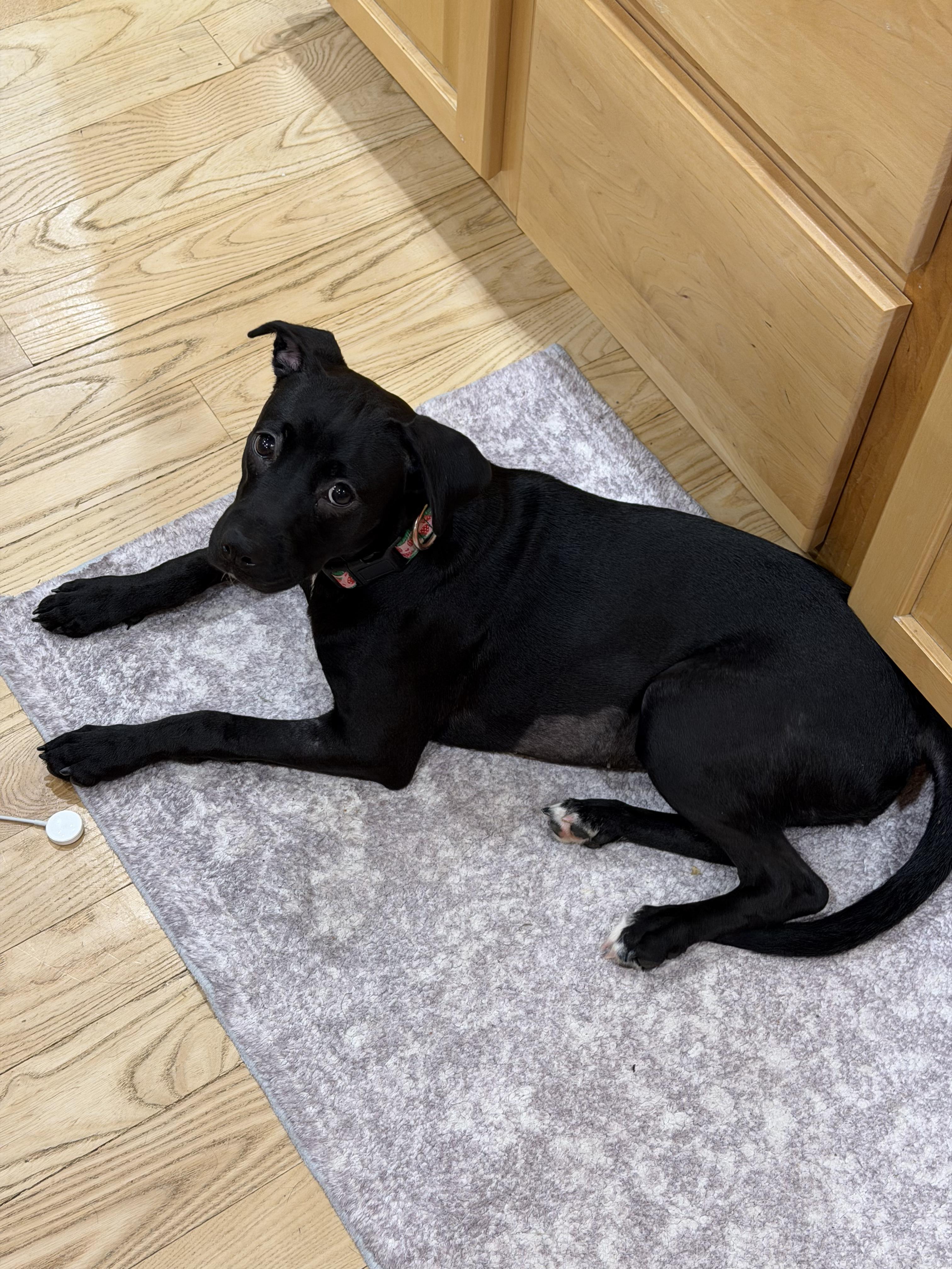 Enlarge Elle, an adopted mixed breed in Parker, CO image 2/3