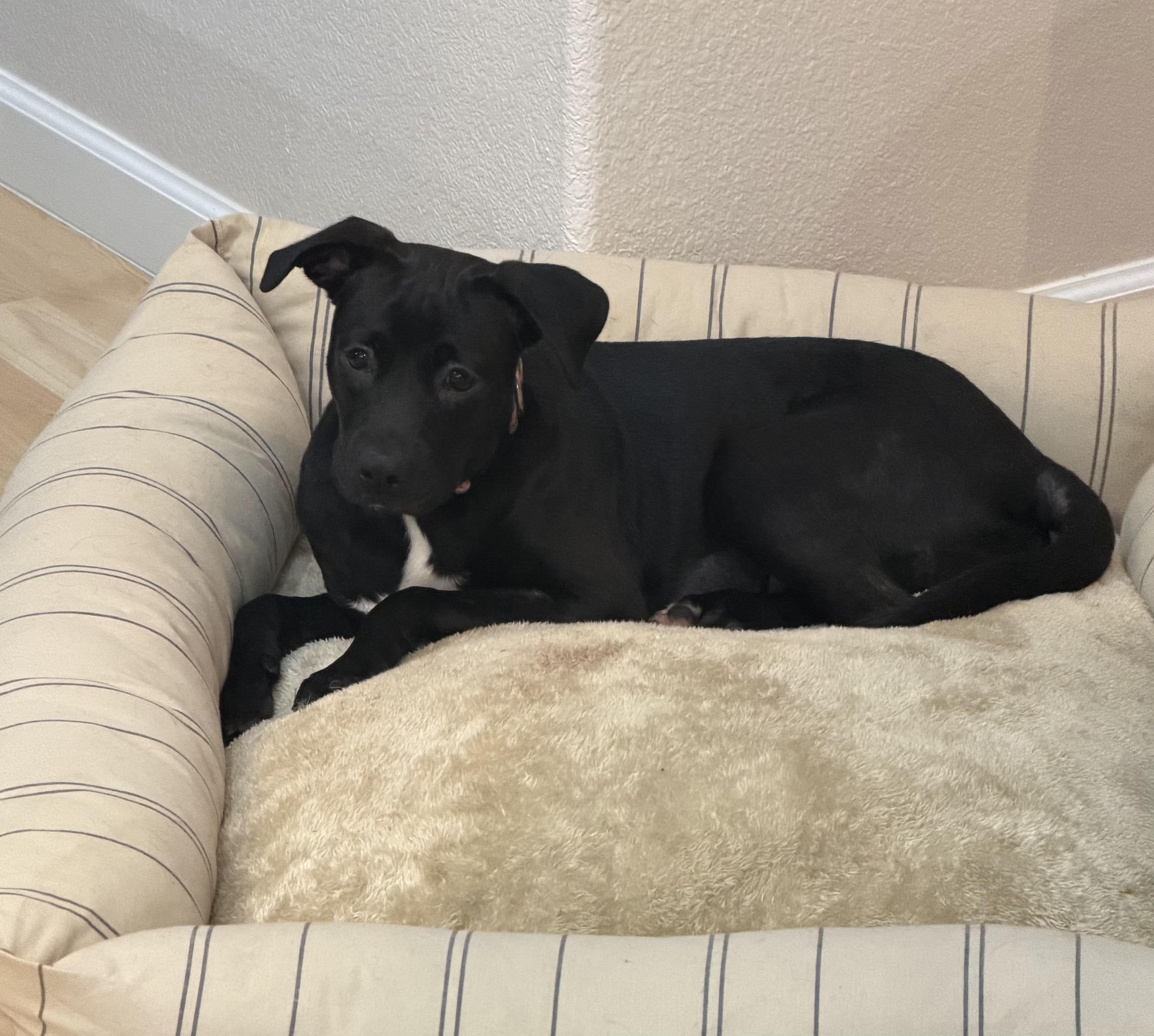 Elle, adopted, Puppy Female Boxer.