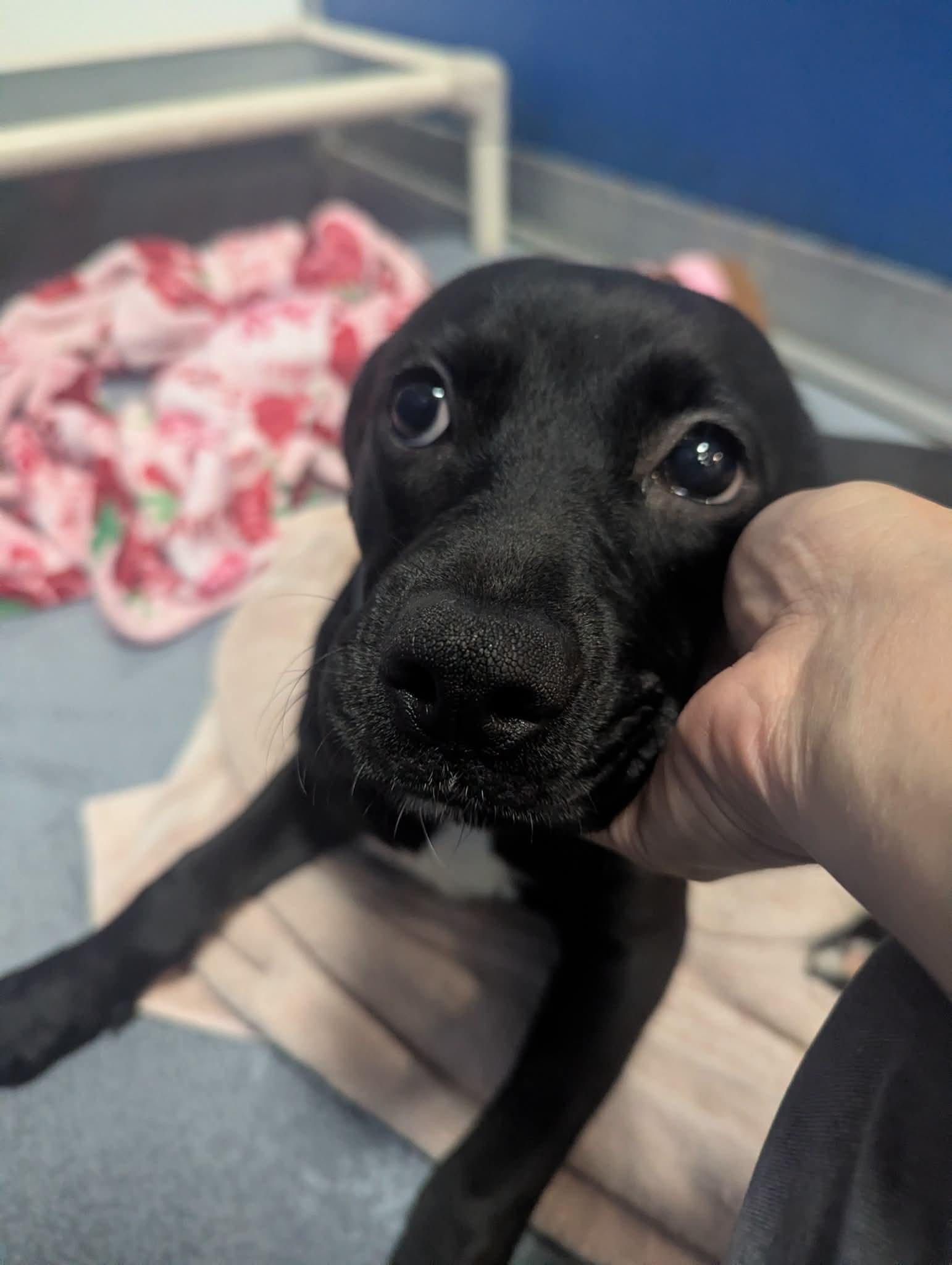 Enlarge Elle, an adopted mixed breed in Parker, CO image 3/3
