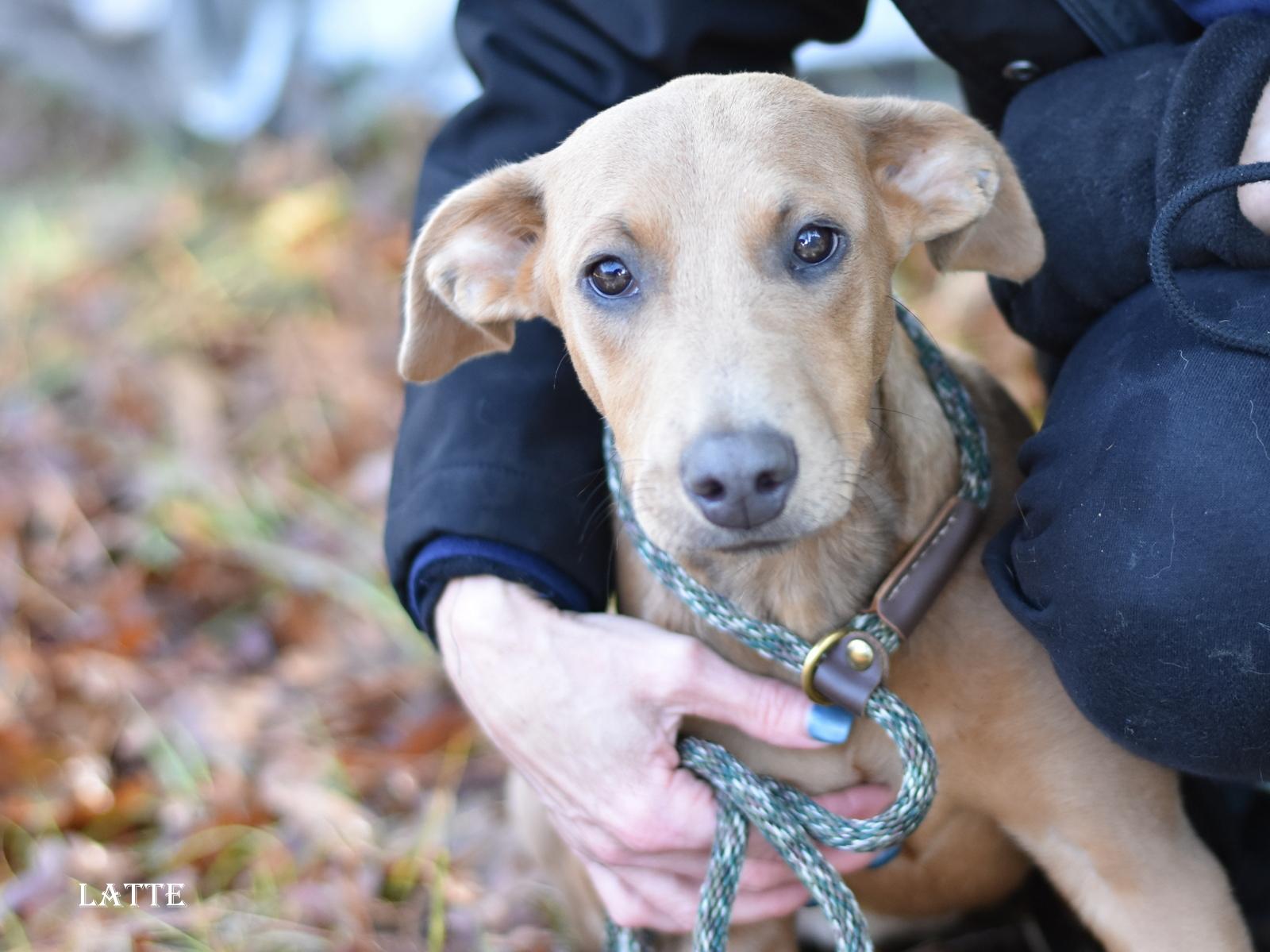 Latte, adoptable, Young Female Rhodesian Ridgeback & Vizsla.
