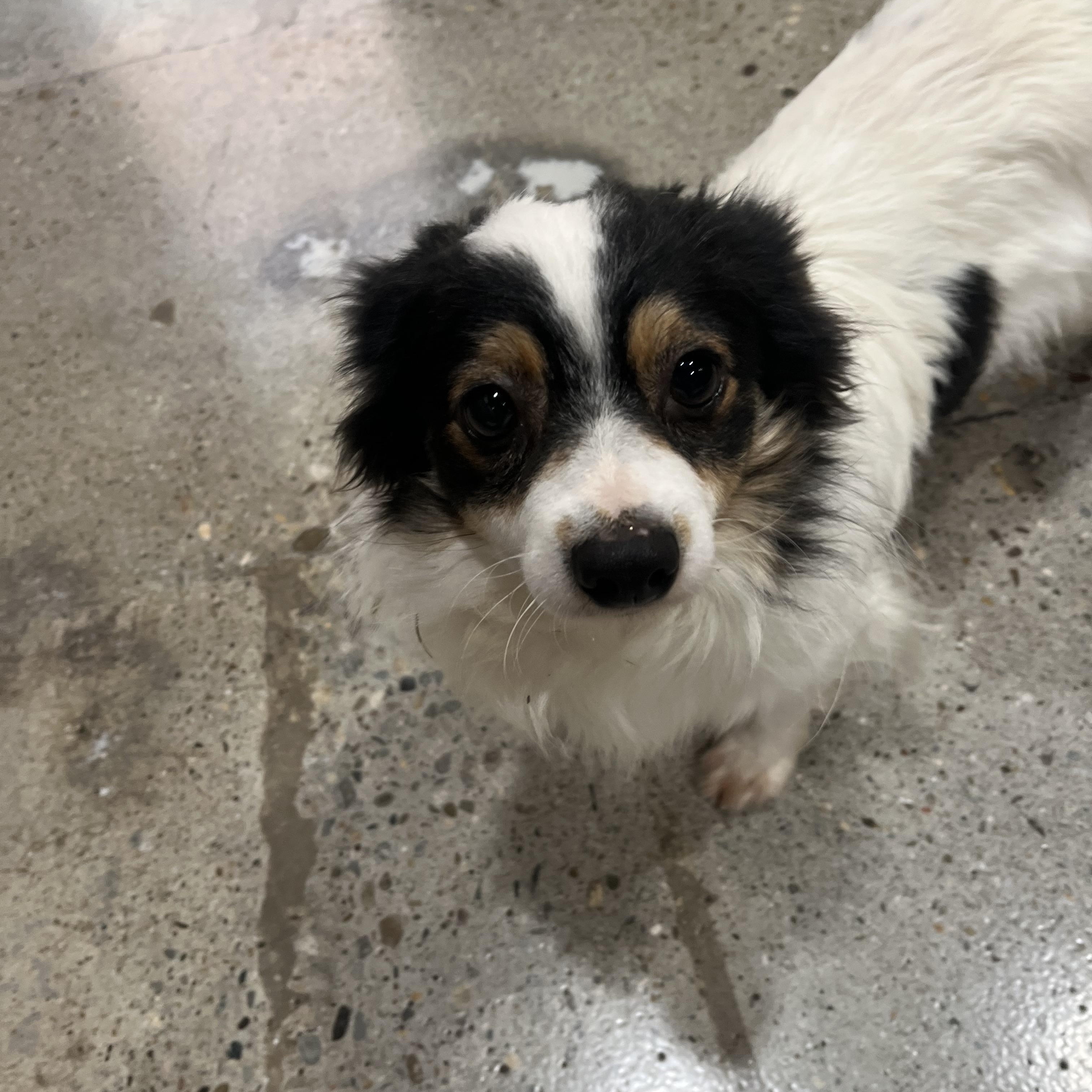 Sully, ADOPTABLE, Adult Male Pomeranian & Papillon.