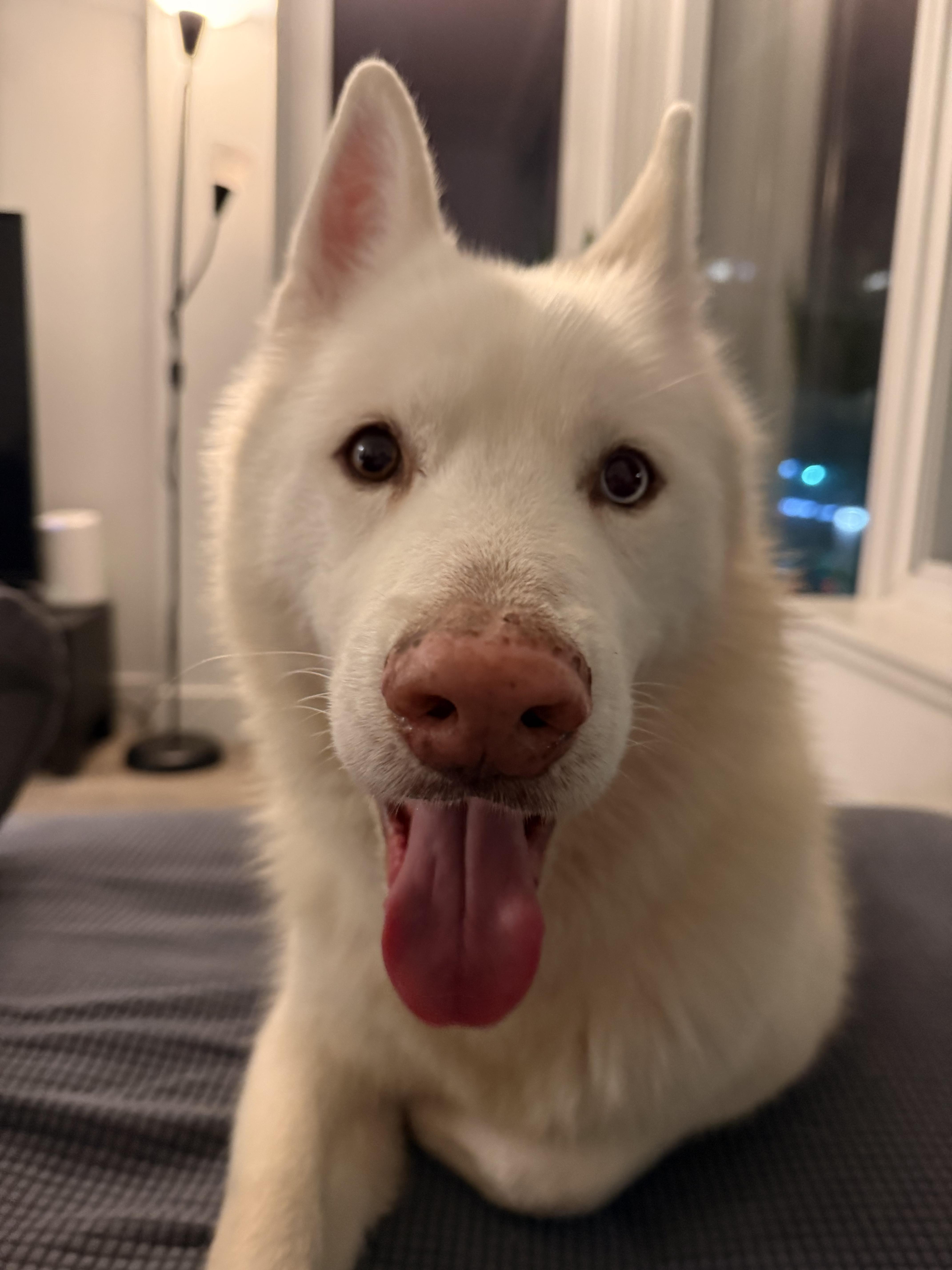 Snow, a ADOPTABLE Siberian Husky in Burnaby, BC image 5/6