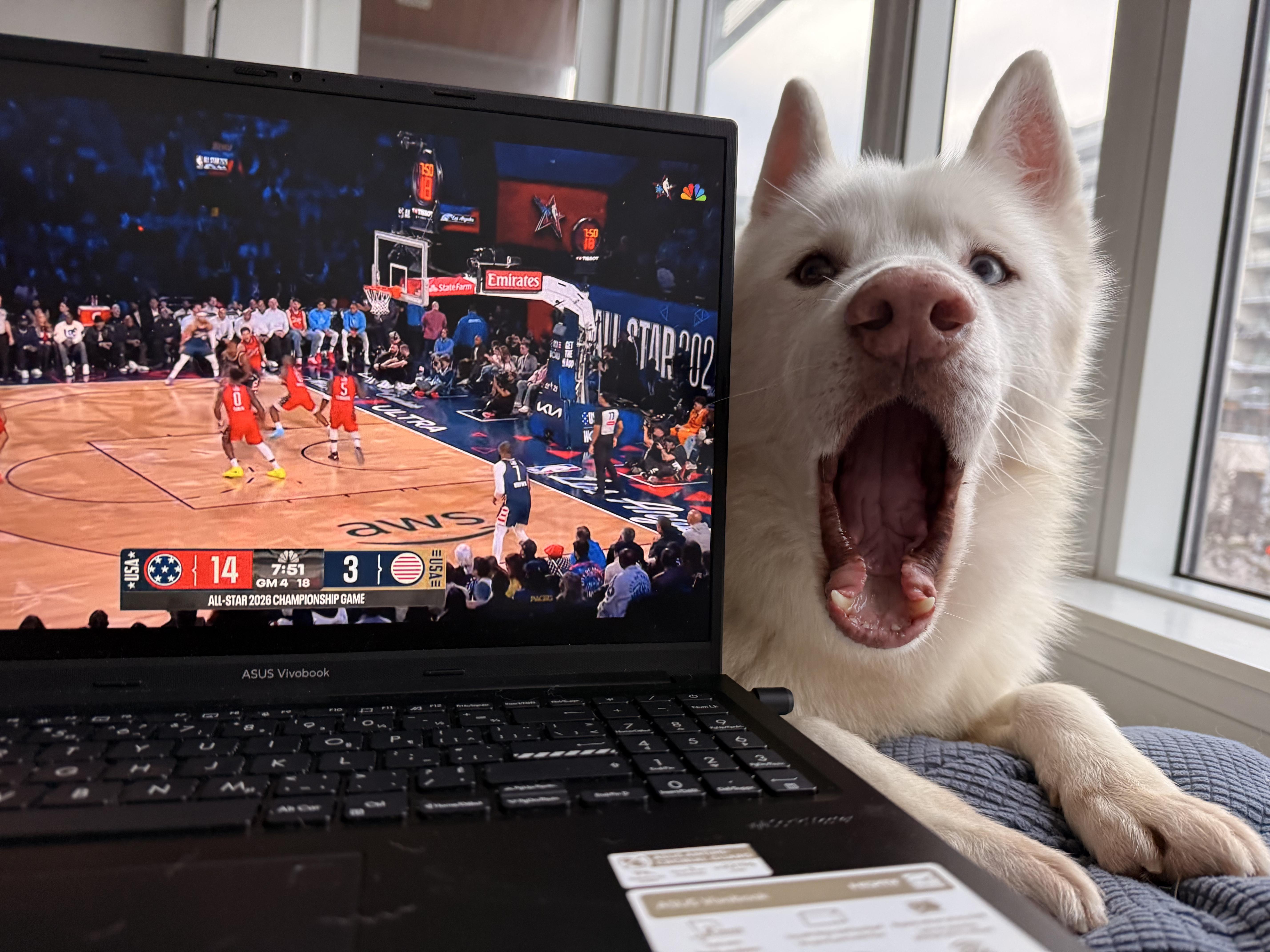 Snow, a ADOPTABLE Siberian Husky in Burnaby, BC image 2/6