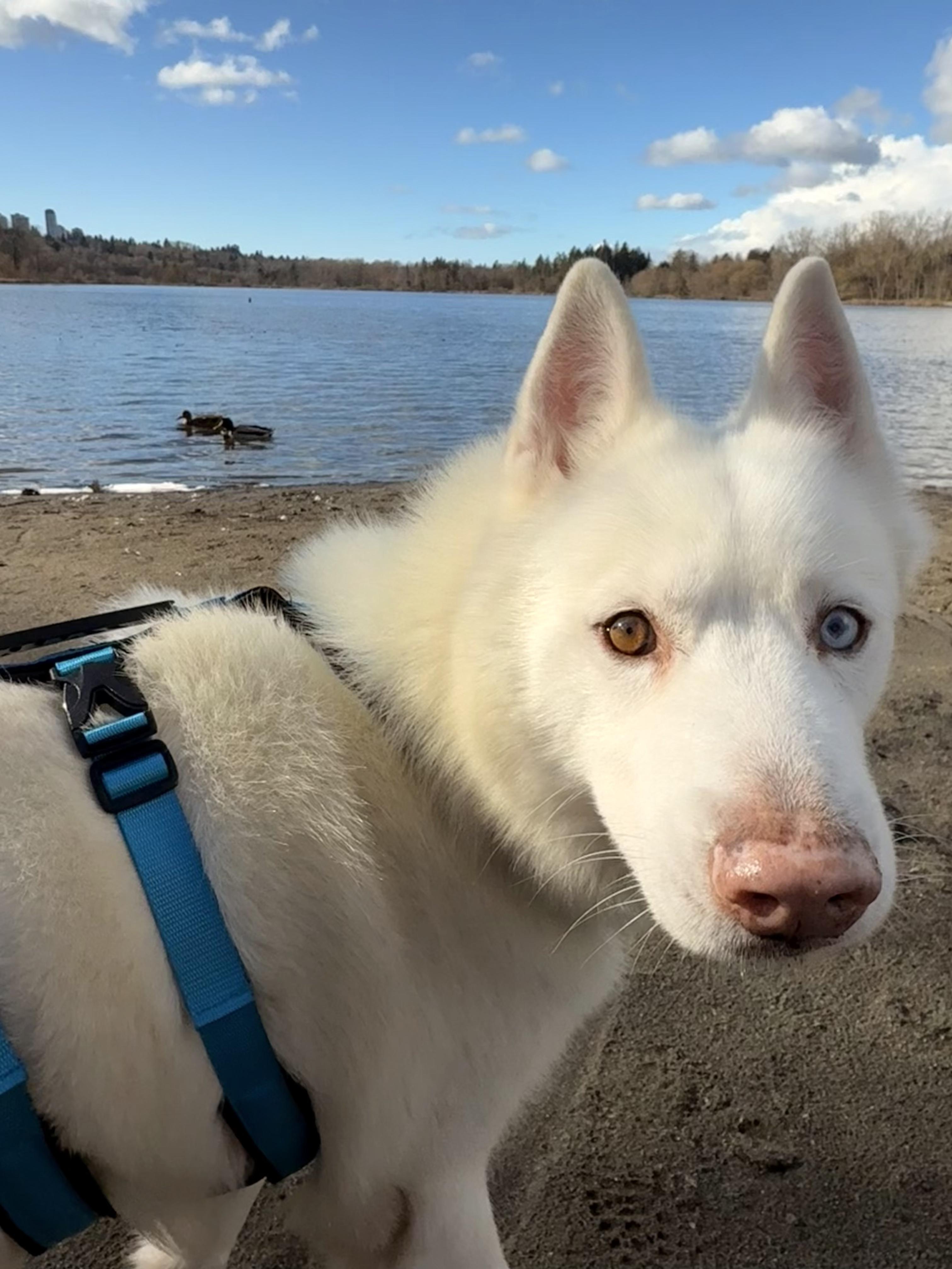 Snow, a ADOPTABLE Siberian Husky in Burnaby, BC image 3/6