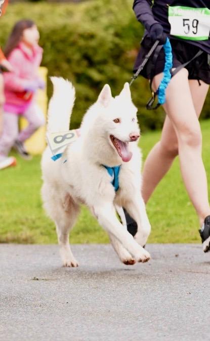 Snow, a ADOPTABLE Siberian Husky in Burnaby, BC image 4/6
