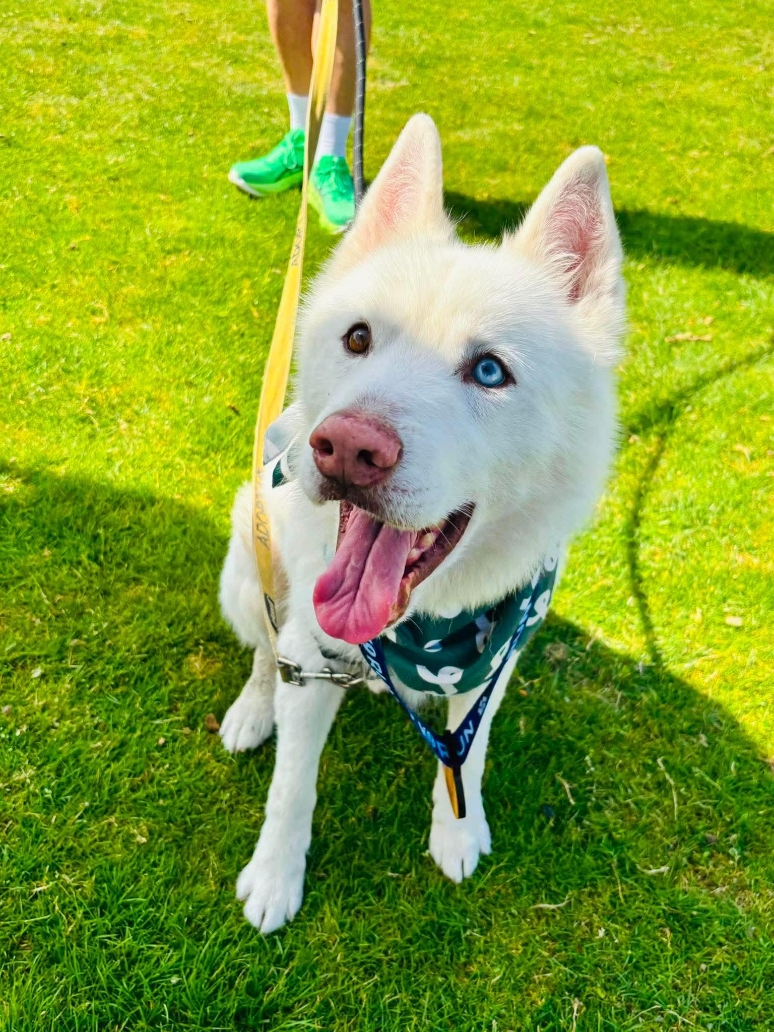 Snow, a ADOPTABLE Siberian Husky in Burnaby, BC image 1/6