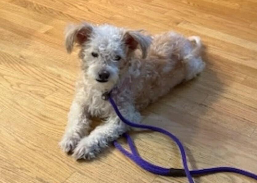 Channing, Adoptable, Adult Male Maltese & Terrier.