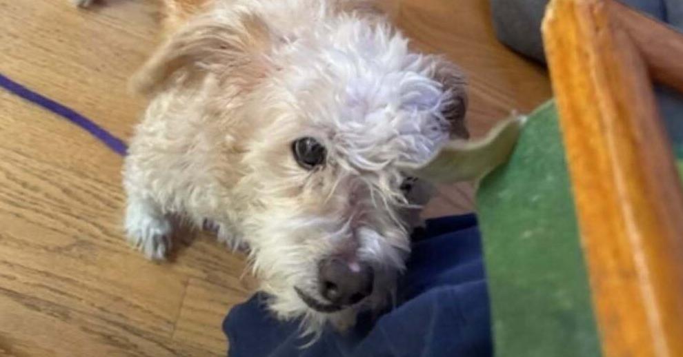 Enlarge Channing, a Adoptable mixed breed in sylmar, CA image 2/2