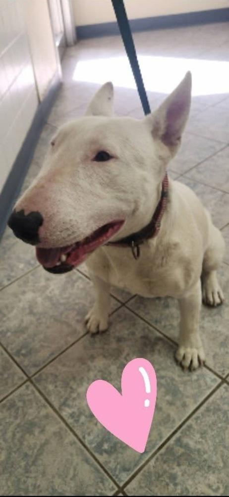 Marsha, Adoptable, Adult Female Bull Terrier.