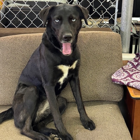 Enlarge Sadie, a Adopted Black Labrador Retriever in Muldrow, OK image 1/1