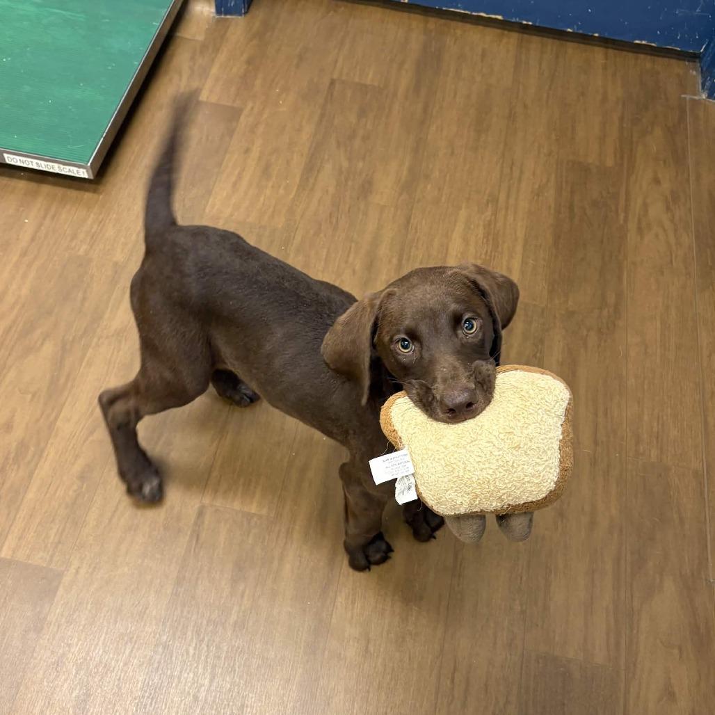 Journey, Adoptable, Puppy Female Pointer & Chocolate Labrador Retriever.