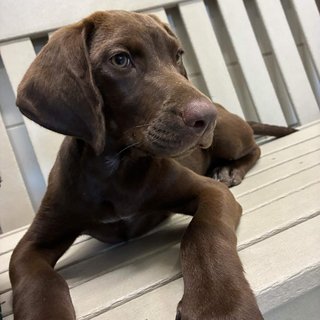 Enlarge Journey, a Adoptable mixed breed in Beaumont, TX image 2/3