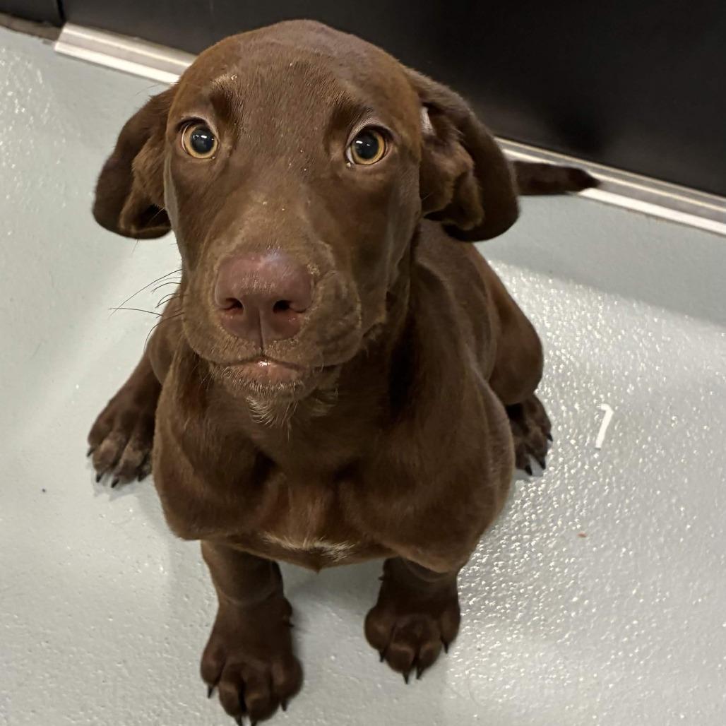 Enlarge Journey, a Adoptable mixed breed in Beaumont, TX image 3/3