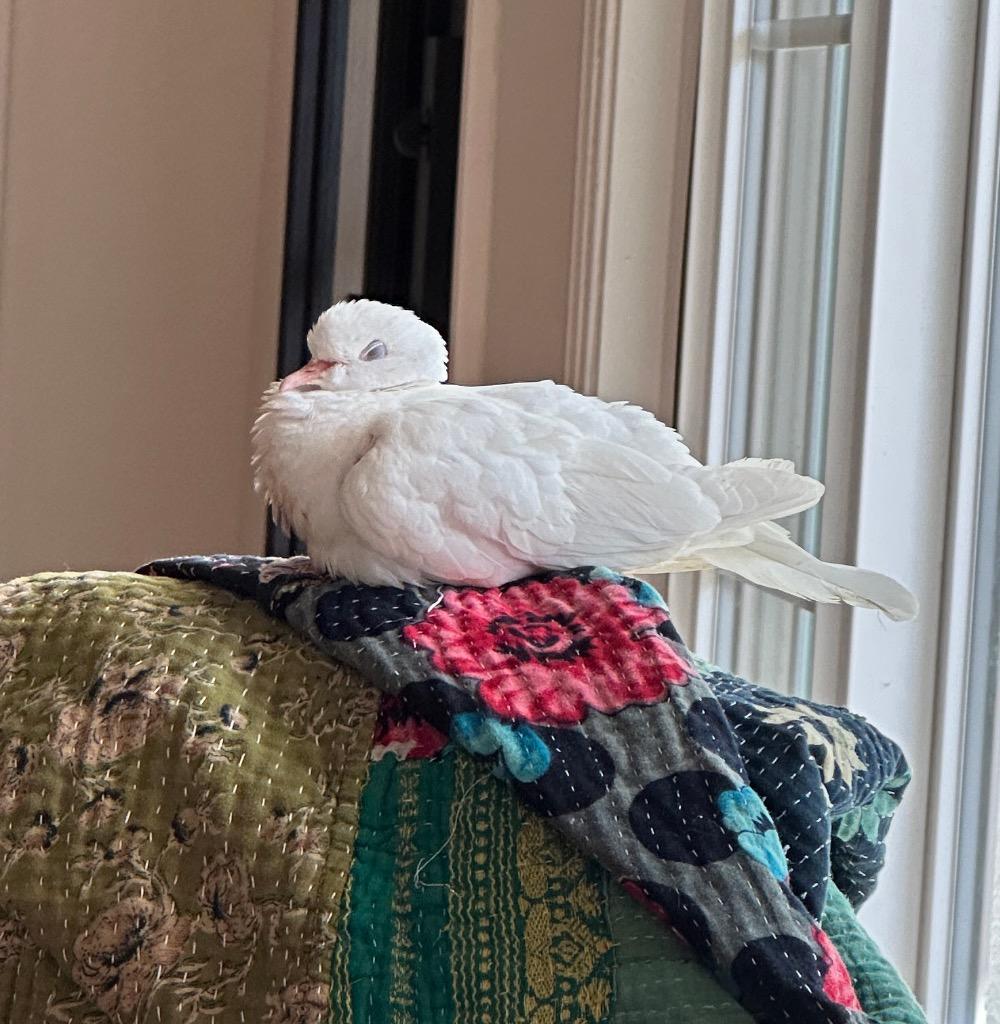 Twill, Adoptable, Young Male Dove.