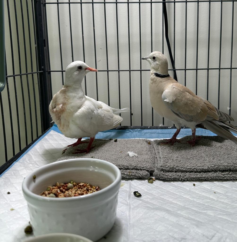 Twill, a Adoptable Dove in San Francisco, CA image 2/2