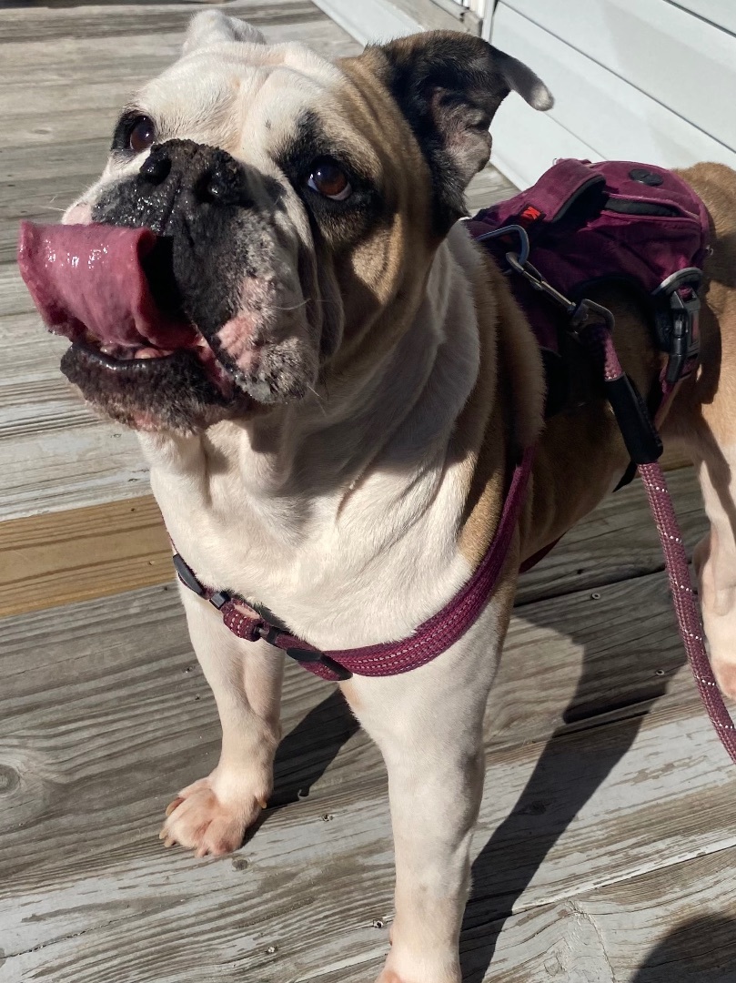 Enlarge Aunt Inez, a Adopted English Bulldog in Darlington, SC image 2/3