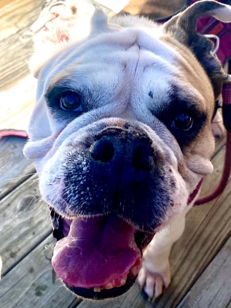 Enlarge Aunt Inez, a Adopted English Bulldog in Darlington, SC image 3/3