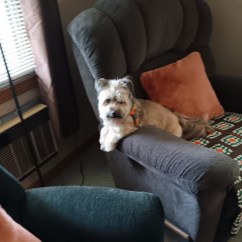 Enlarge Tucker, a Adoptable Mixed Breed in New Fairfield, CT image 1/6