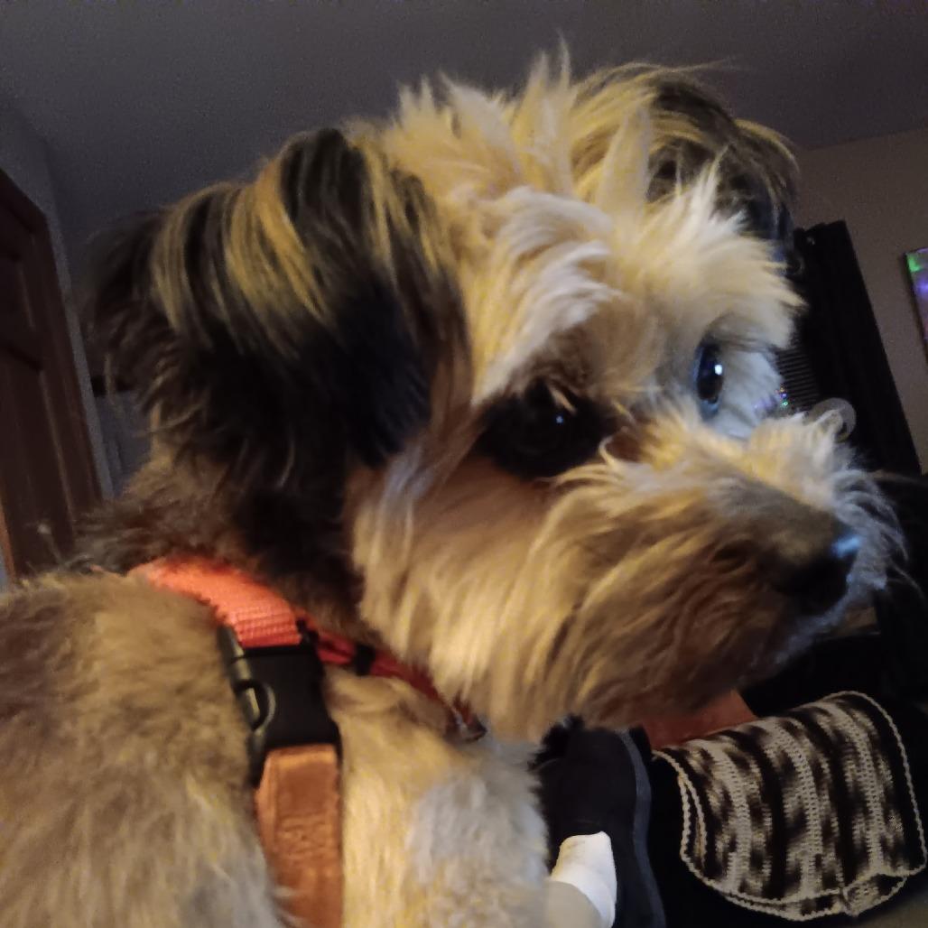 Enlarge Tucker, a Adoptable Mixed Breed in New Fairfield, CT image 2/6