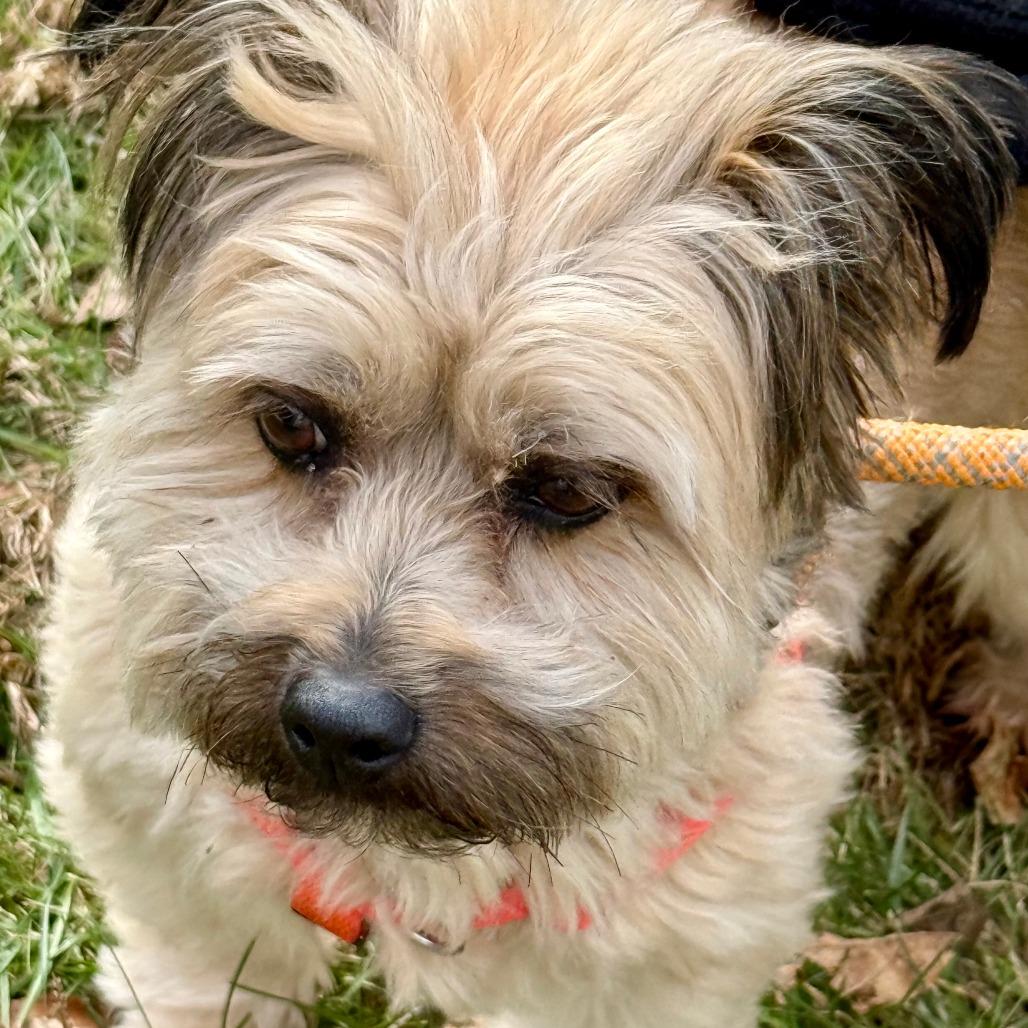 Enlarge Tucker, a Adoptable Mixed Breed in New Fairfield, CT image 3/6