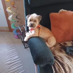 Enlarge Tucker, a Adoptable Mixed Breed in New Fairfield, CT image 4/6