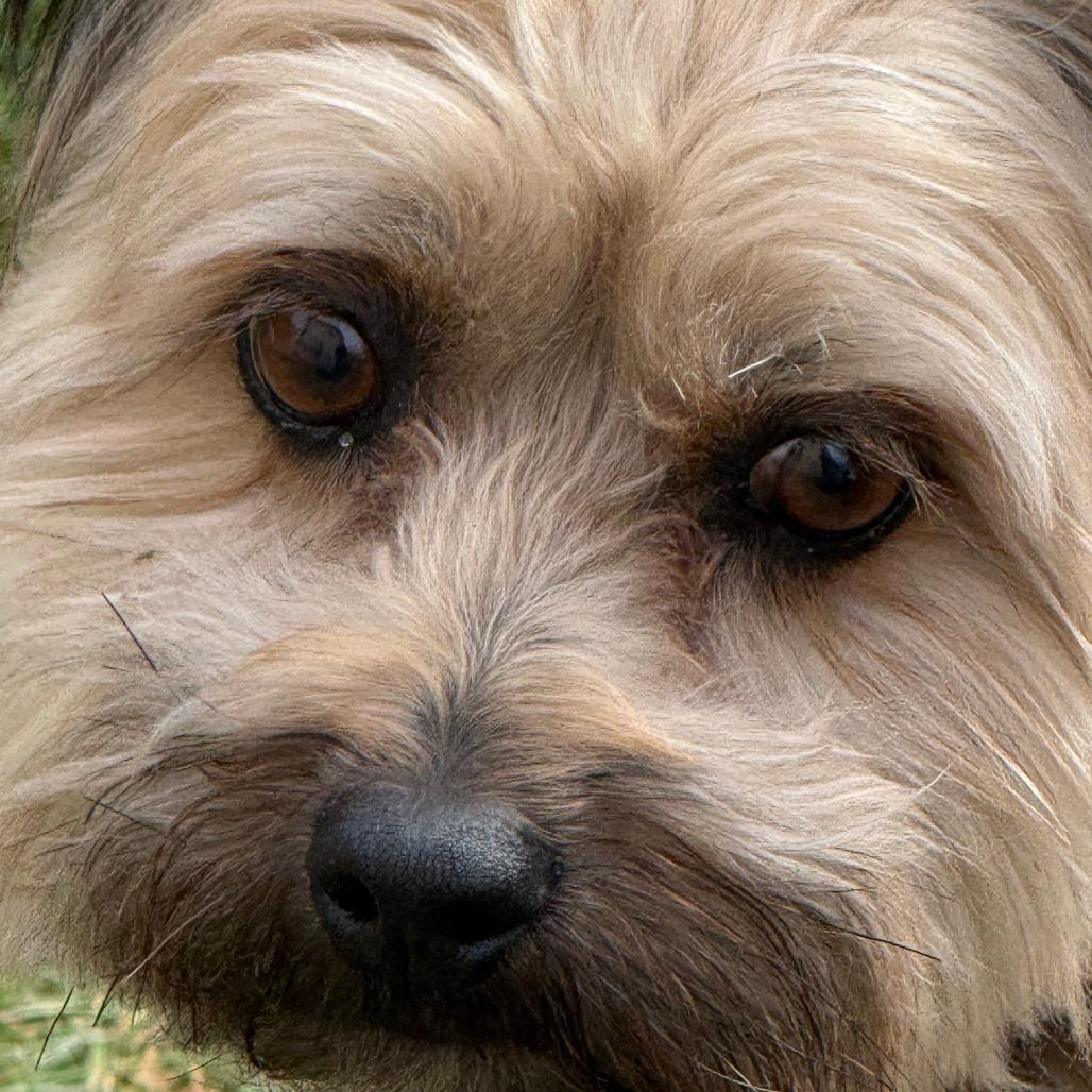 Enlarge Tucker, a Adoptable Mixed Breed in New Fairfield, CT image 5/6