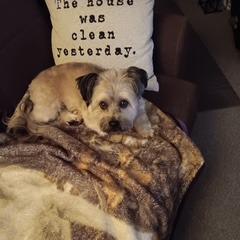 Enlarge Tucker, a Adoptable Mixed Breed in New Fairfield, CT image 6/6