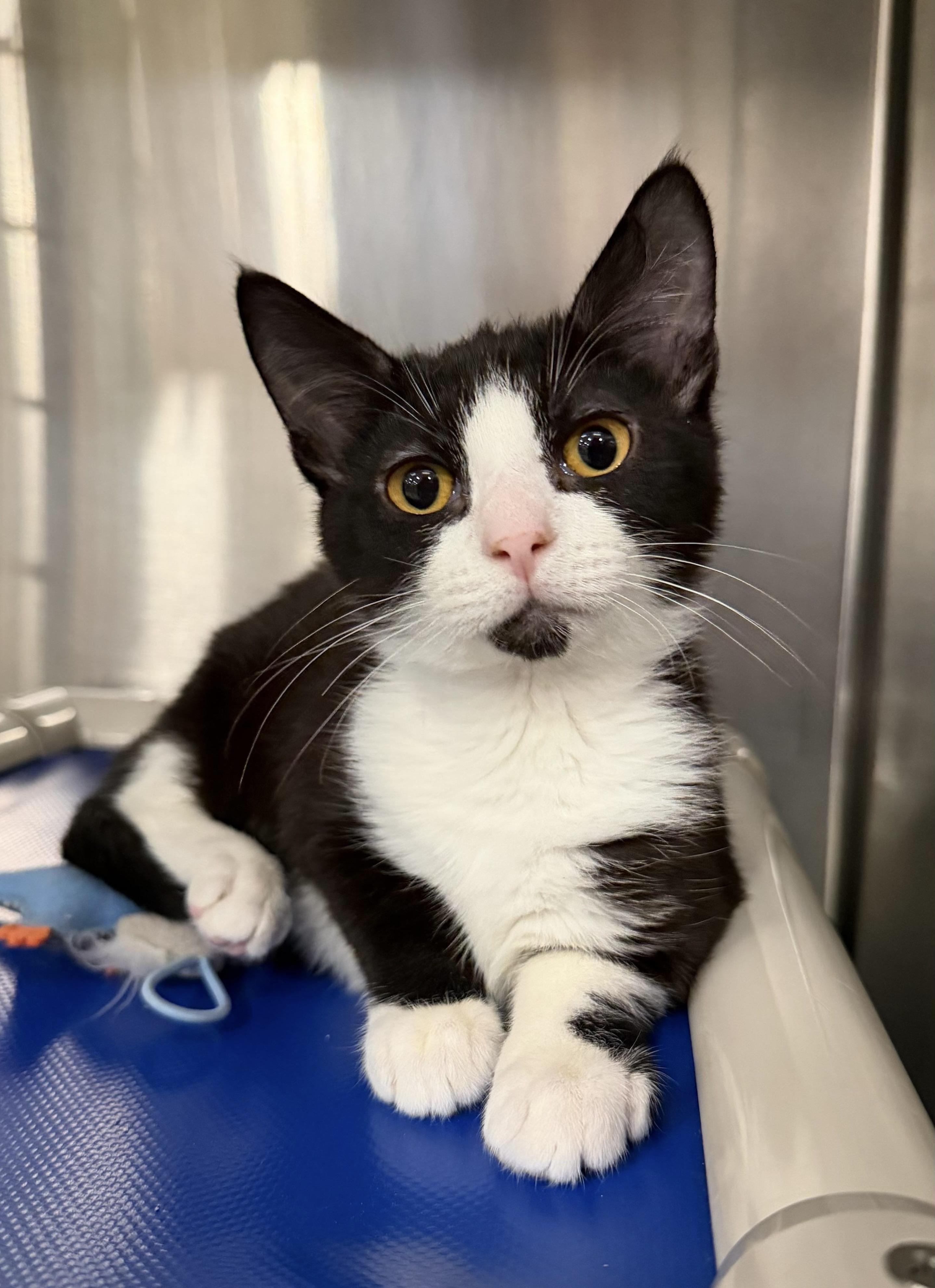 Goodyear, ADOPTABLE, Kitten Male Domestic Short Hair.