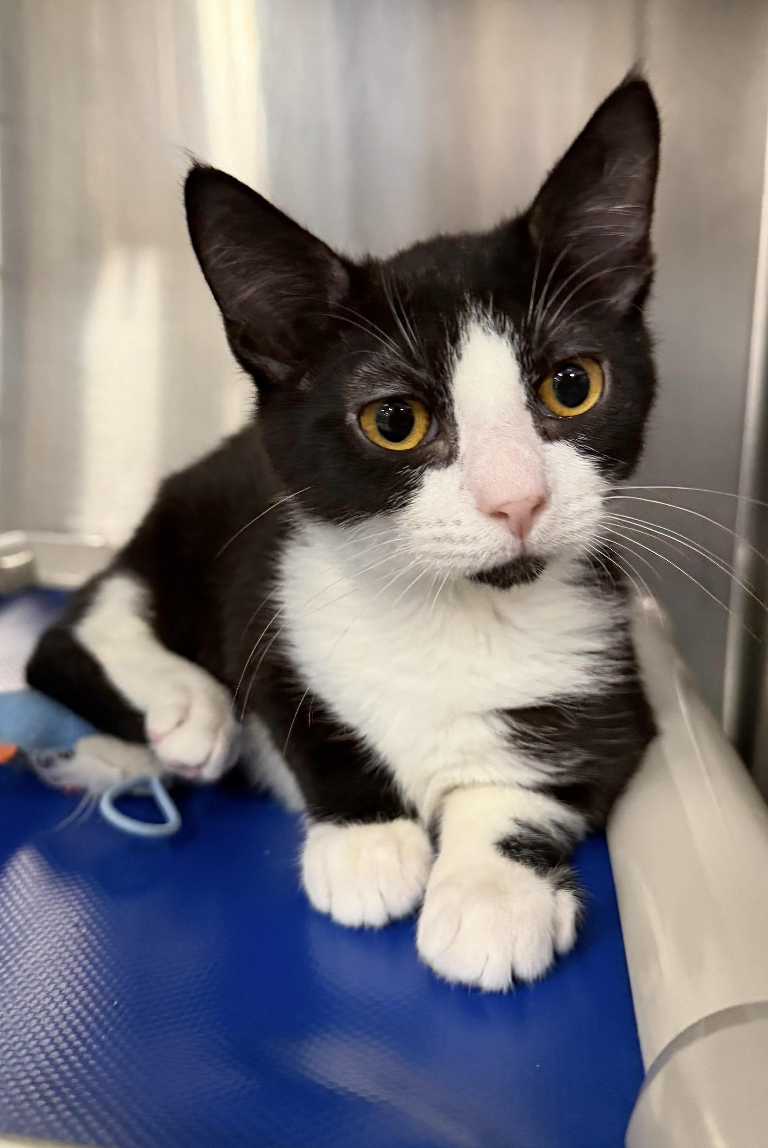 Enlarge Goodyear, a ADOPTABLE Domestic Short Hair in Maple Shade, NJ image 2/2