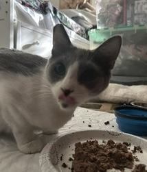 Enlarge Candy, a Adoptable Domestic Short Hair in Sherman Oaks, CA image 5/6