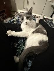 Enlarge Candy, a Adoptable Domestic Short Hair in Sherman Oaks, CA image 2/6