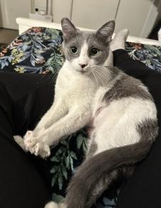 Enlarge Candy, a Adoptable Domestic Short Hair in Sherman Oaks, CA image 4/6