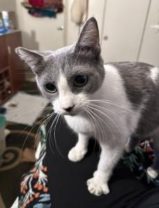 Enlarge Candy, a Adoptable Domestic Short Hair in Sherman Oaks, CA image 3/6