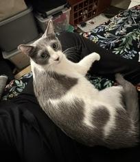 Enlarge Candy, a Adoptable Domestic Short Hair in Sherman Oaks, CA image 1/6