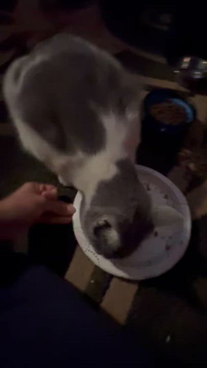 Enlarge Candy, a Adoptable Domestic Short Hair in Sherman Oaks, CA video 6/6
