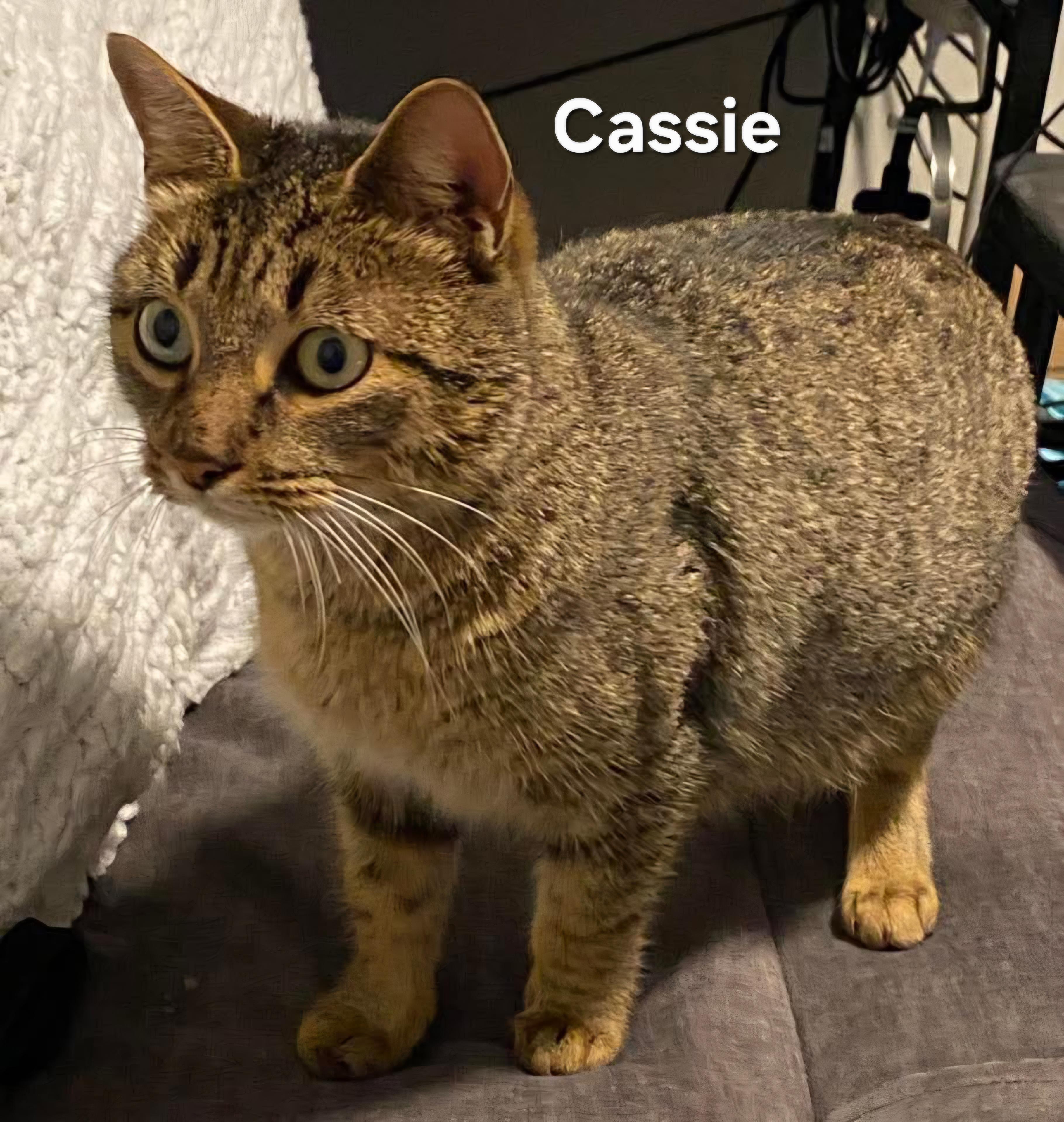 Enlarge Cassie, an adopted Domestic Short Hair in Chicopee, MA image 2/2