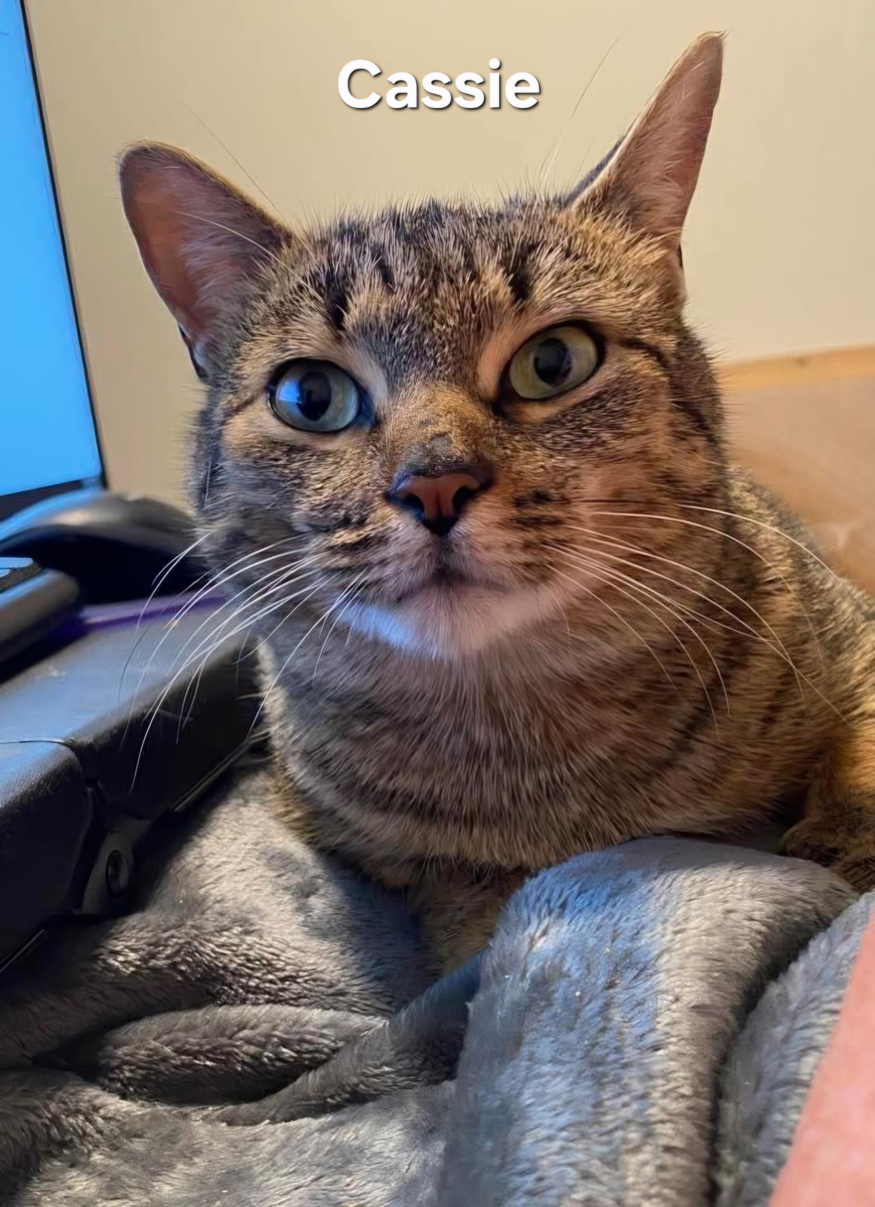 Enlarge Cassie, an adopted Domestic Short Hair in Chicopee, MA image 1/2