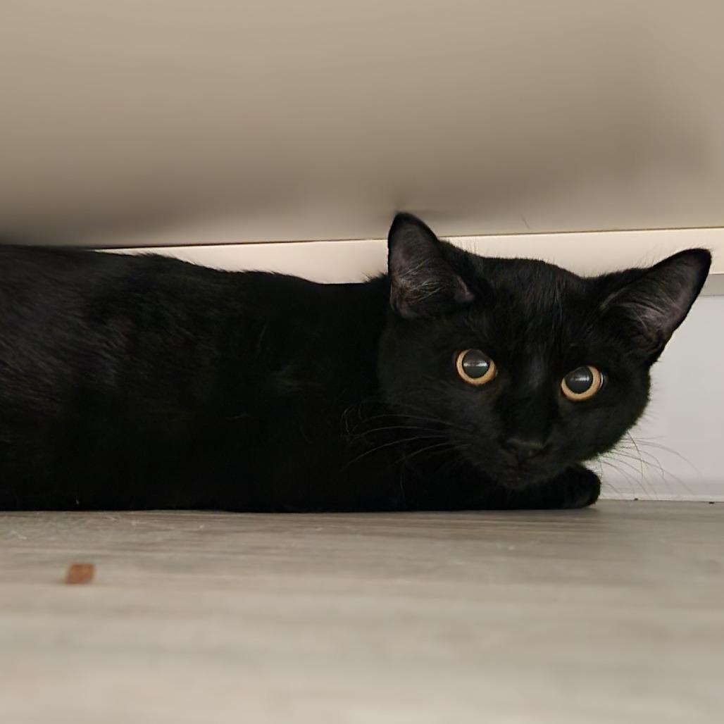 Enlarge Elizabeth, a Adoptable Domestic Short Hair in Watertown, NY image 1/2