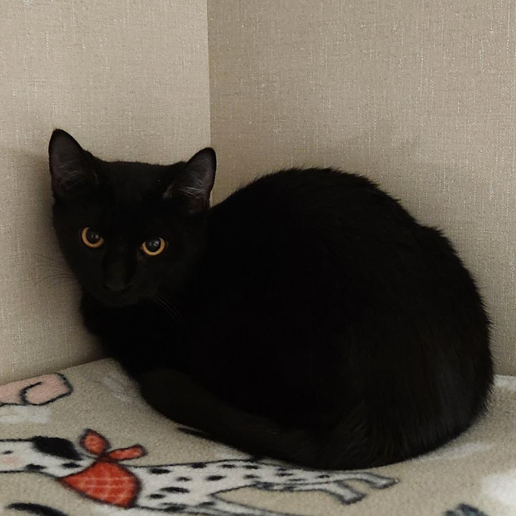 Enlarge Elizabeth, a Adoptable Domestic Short Hair in Watertown, NY image 2/2