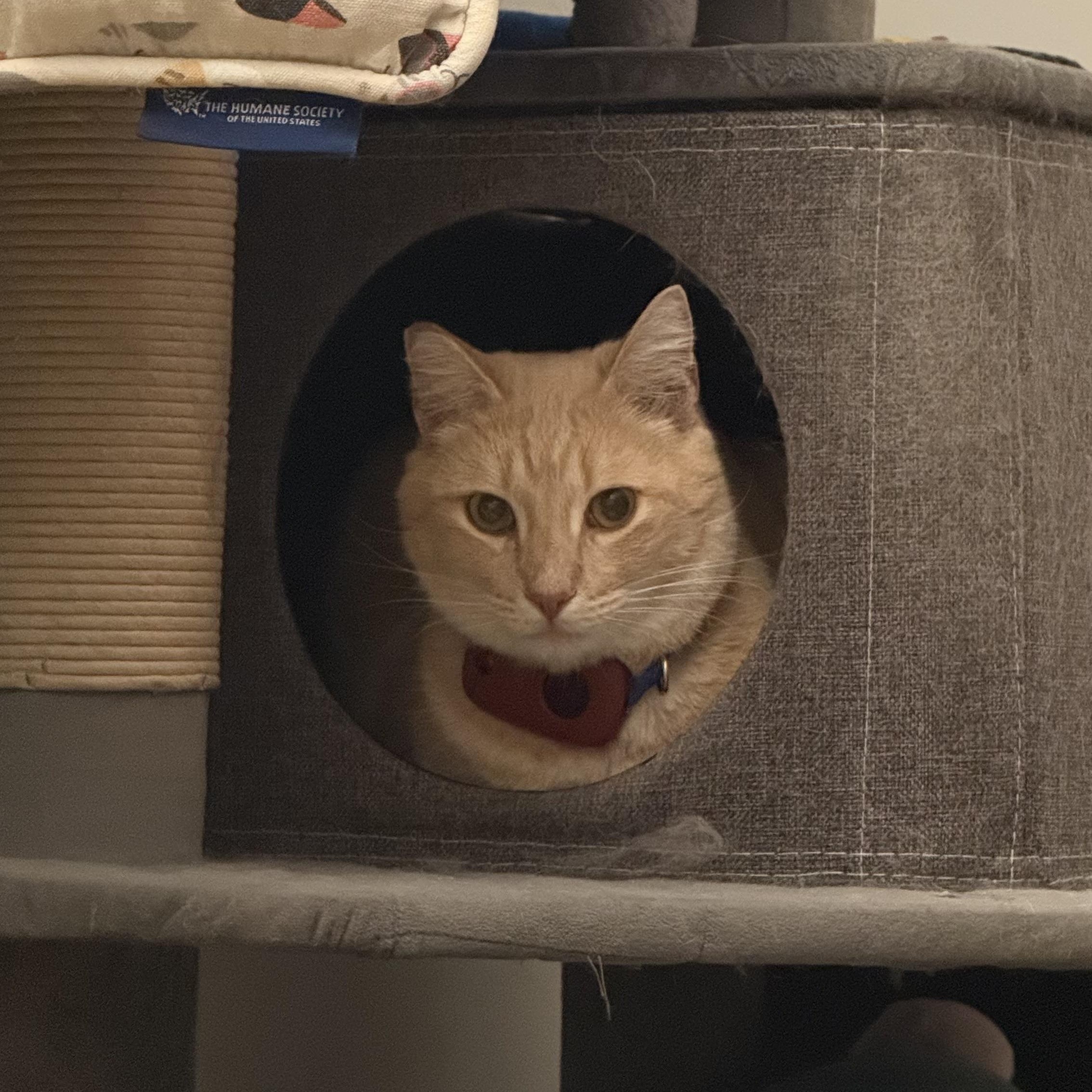 Timothée Chalameow, a Adoptable Domestic Short Hair in Sherman Oaks, CA image 4/4