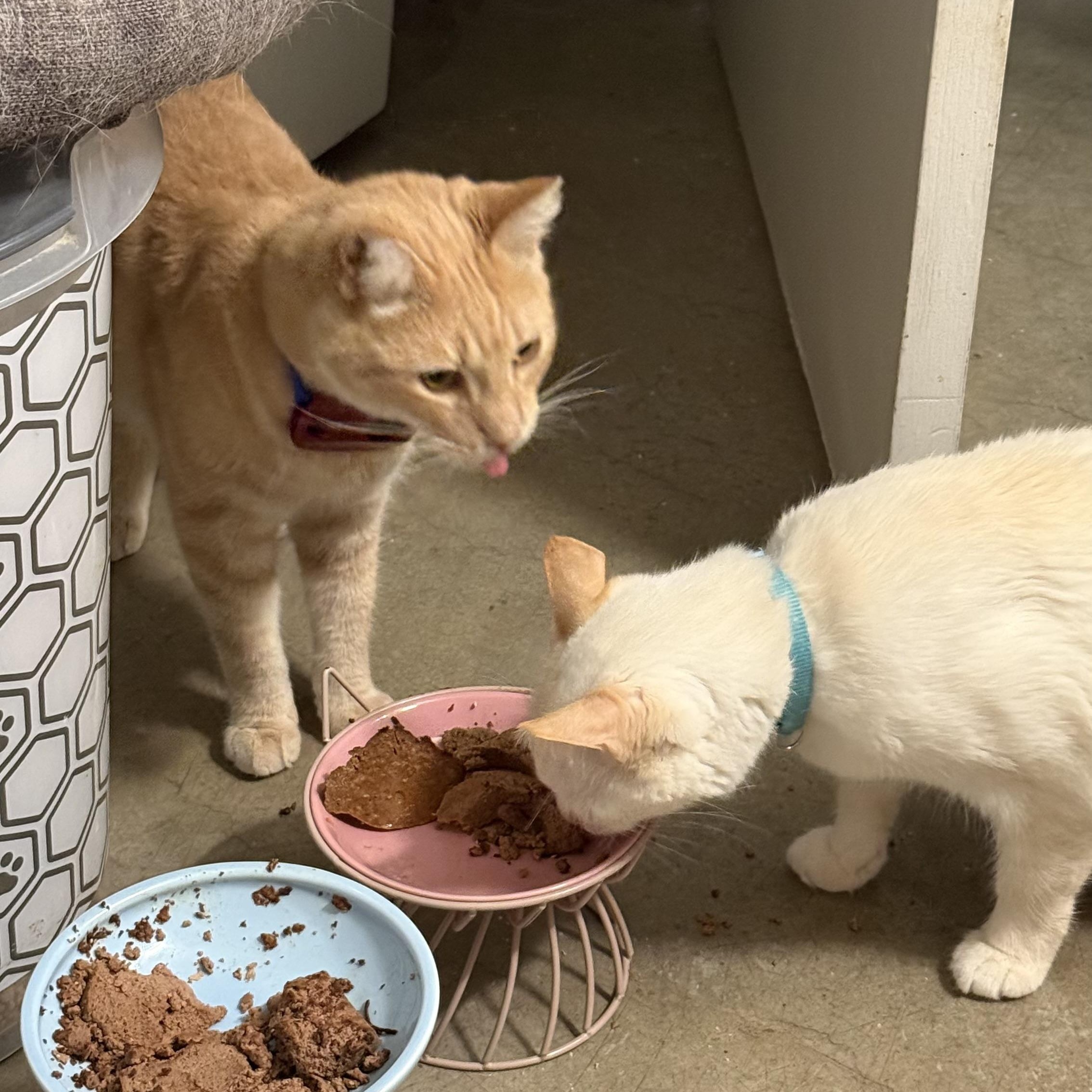 Timothée Chalameow, a Adoptable Domestic Short Hair in Sherman Oaks, CA image 3/4