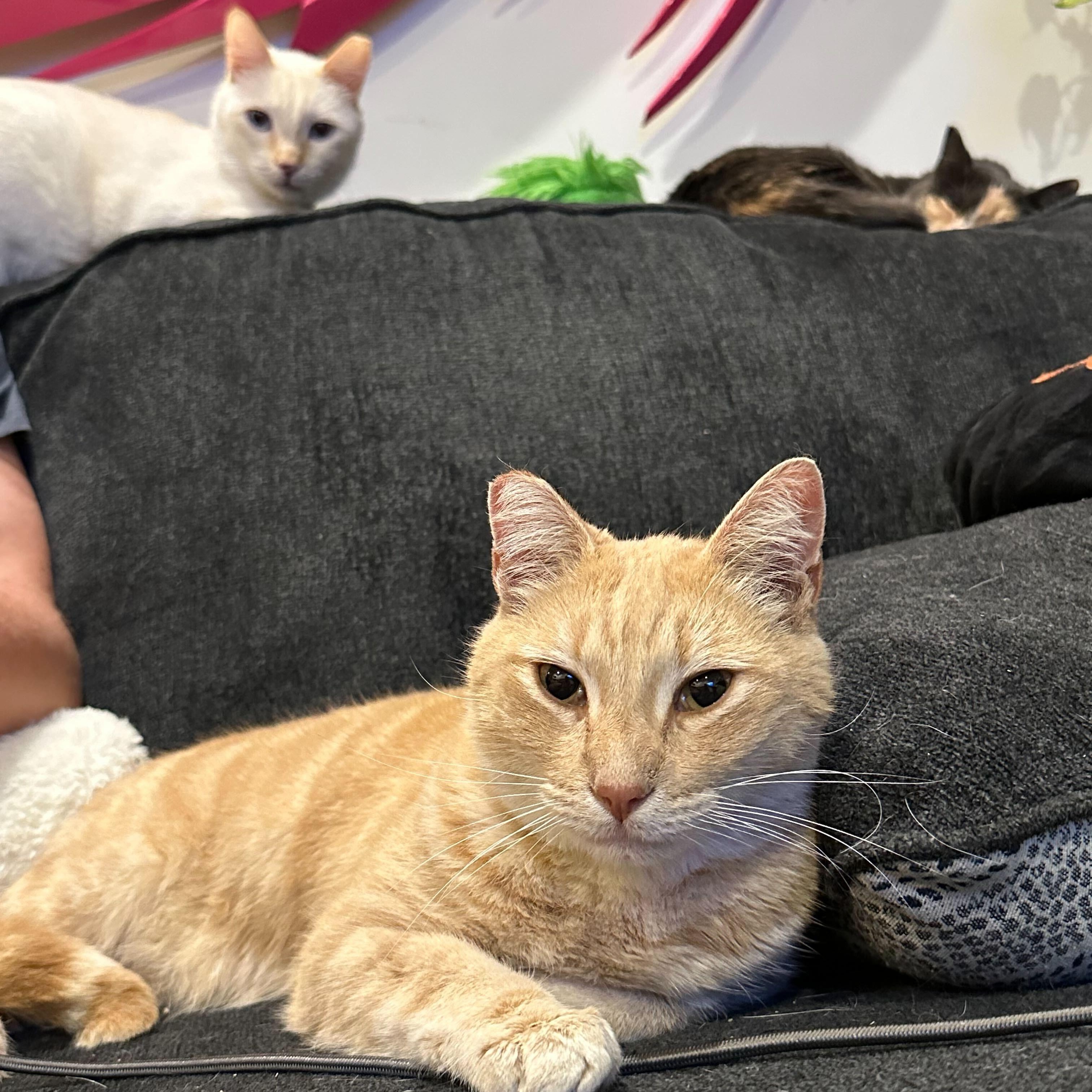 Timothée Chalameow, a Adoptable Domestic Short Hair in Sherman Oaks, CA image 1/4