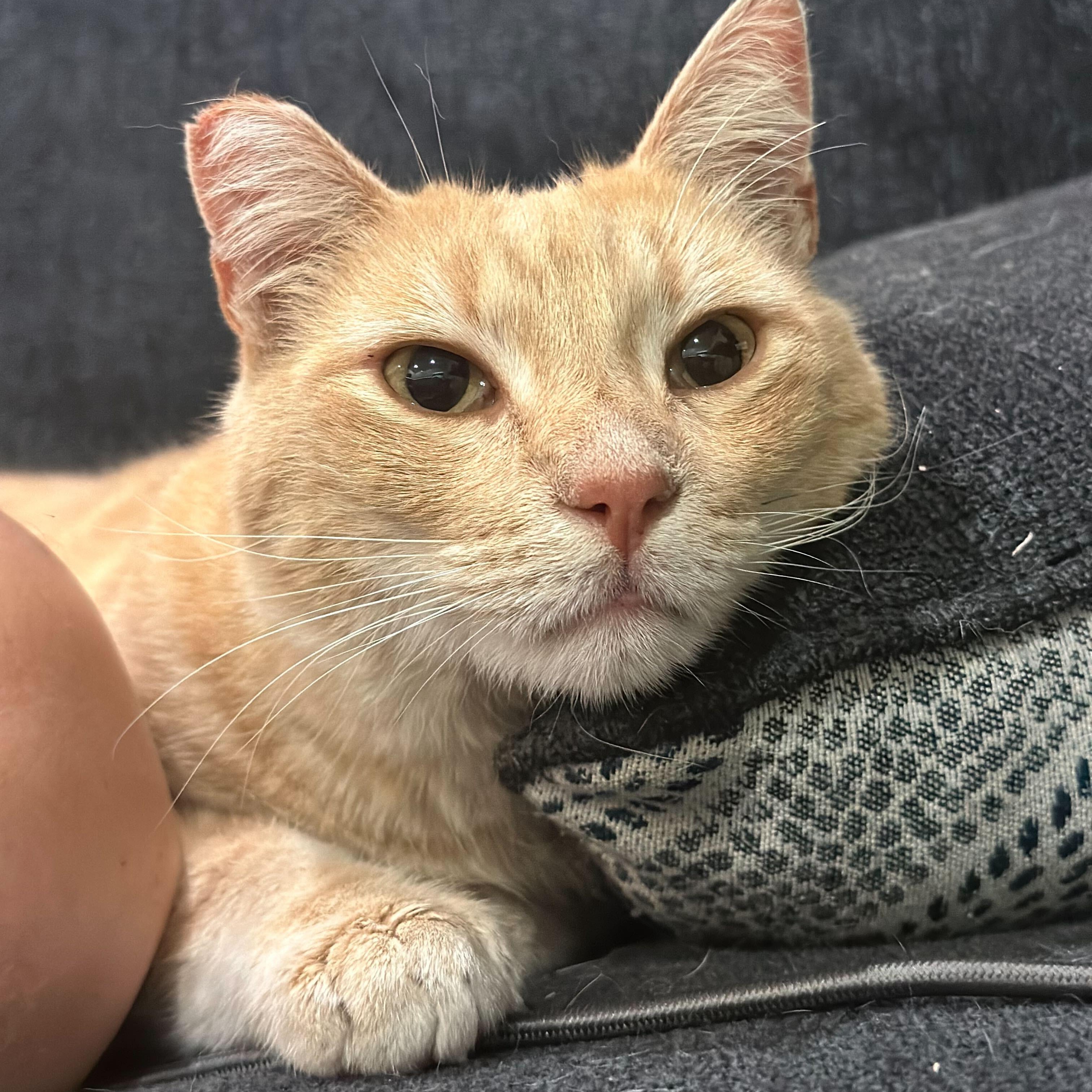 Timothée Chalameow, a Adoptable Domestic Short Hair in Sherman Oaks, CA image 2/4