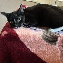 PomPom, Adoptable, Young Female Domestic Short Hair.